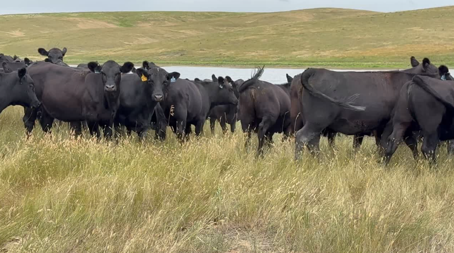 63 Head of Black Angus and Black Baldy heifers- BH908A5